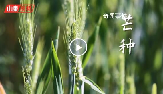 芒种忙什么 芒种节气的特点和风俗是什么