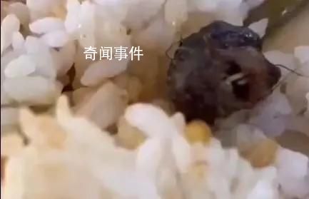 到底是鼠是鸭不应该这么难查 事件仍在调查