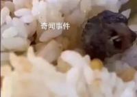 到底是鼠是鸭不应该这么难查 事件仍在调查