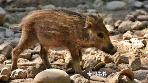 小野猪动物园打工每天翻地 引起了广泛关注