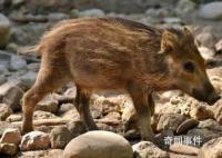 小野猪动物园打工每天翻地 引起了广泛关注