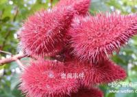 亚马逊雨林的吃人植物有哪些 食人花真的会吃人吗