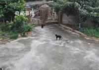 大象破门闯入居民家吃饭菜 事后也有保险公司到家中查看会给予赔偿