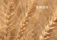 奔跑的“三夏” 他们全力护航 夏粮收购工作全面启动