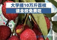 大学摘10万斤荔枝请学生免费吃 网友：羡慕已经说累了