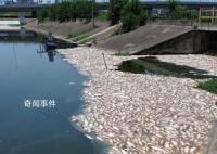 合肥一鱼塘7万斤鱼突然死亡 损失得上百万了