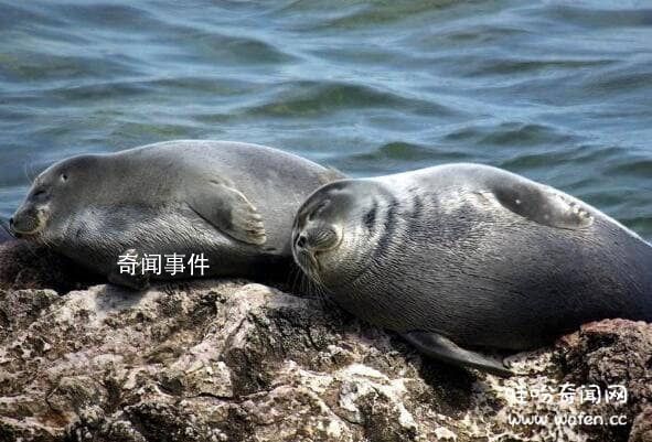 贝加尔湖未解之谜 贝加尔湖中海洋生物的猜测有哪些