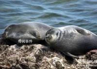 贝加尔湖未解之谜 贝加尔湖中海洋生物的猜测有哪些