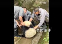 大熊猫洗澡两个半人摁半个负责洗 网友：怎么旁边那个还在悠闲啃竹子不过来看热闹