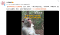贵州“美猴王”打坐冥想 网友：这是个懂养生的猴