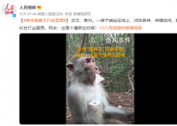 贵州“美猴王”打坐冥想 网友：这是个懂养生的猴