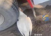 老人把死鸭子塞大货车车轮下讹司机 详情令人哭笑不得