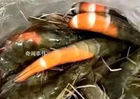 在广东买虾还没到家就熟了 塑料袋里的虾很新鲜但有的地方已经红了