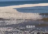 美国一地数千条鲱鱼突然死亡 原因是近海浅水区缺氧