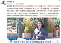 两只旅俄大熊猫体重和人气齐升 吃得香住得好