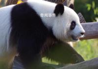 丫丫最新干饭视频 相当惬意