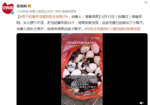 男子赶集买毛蛋到家全变鸭子 称后续会饲养这些小鸭子