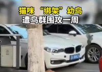 猫咪“绑架”幼鸟 遭鸟群围攻一周