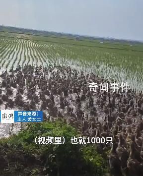 千只鸭子大军给水稻除草 用了快十年效果很好