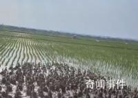 千只鸭子大军给水稻除草 用了快十年效果很好