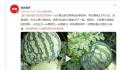 男子突发奇想将甜瓜和西瓜嫁接 好想知道这瓜是什么味道