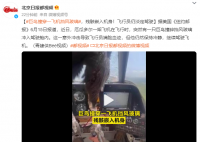 巨鸟撞穿飞机挡风玻璃 残骸嵌入机身