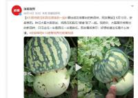 男子突发奇想将甜瓜和西瓜嫁接 好想知道这瓜是什么味道