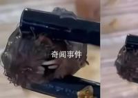 “鼠头”异物当日被食堂丢弃 判定异物为老鼠类啮齿动物的头部