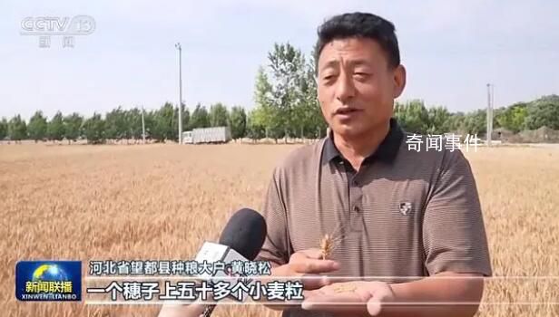 稳产保丰 小麦主产区有这些举措