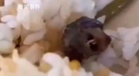 媒体:指鼠为鸭人员面临何种处分?