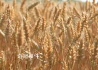 这些地方变身“晒粮场” 这一暖心举动获众多网友点赞