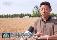 稳产保丰 小麦主产区有这些举措