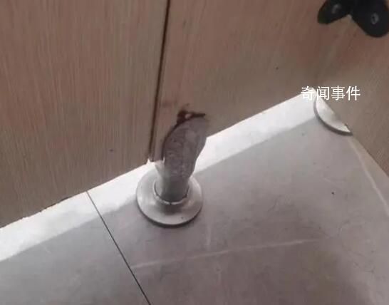 卧底偷拍群:获取视频如同“网购”
