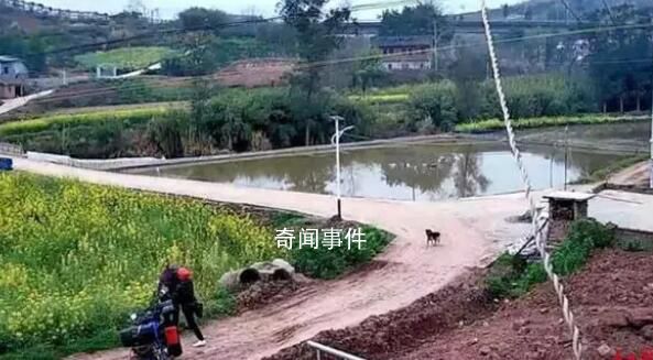 男子骑车偷狗被拦推倒老人获刑 老太阻拦男子偷狗被对方推入菜地受伤