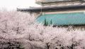 武汉樱花开放的季节是几月 樱花的花语是什么 樱花的繁殖方式是什么