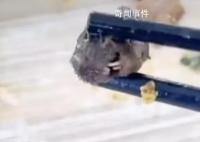 鼠头鸭脖涉事院校周边校食堂多数关停 涉事企业经营700多个高校食堂