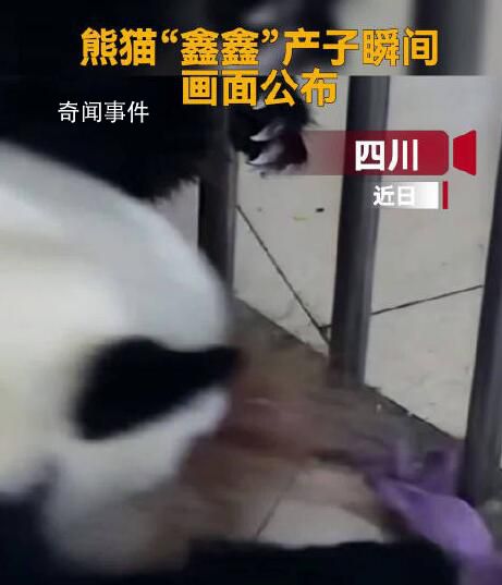 大熊猫鑫鑫顺利产子画面公布 目前接近满月的幼崽体重已达721.8克