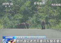 居民驾车偶遇东北虎一家散步被堵 这样的经历你想不想体验一次