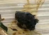 鼠头事件引高校餐饮圈震荡 一场风暴开始了