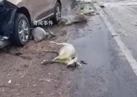 司机分神开车冲入羊群撞死20只羊 每只价值一千多元