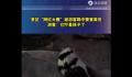 景区网红大雁被游客踢中要害离世 游客表示它吓到自己的妹妹
