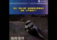 景区网红大雁被游客踢中要害离世 游客表示它吓到自己的妹妹