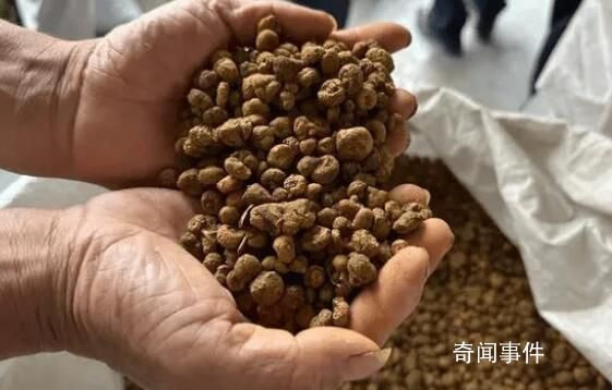 浙江一药农卖元胡10分钟赚52万元 业内称40年未遇