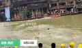 凤凰古城端午热:众人跳水抓鸭