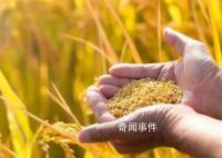 粮食安全向更高层次跃升 全方位夯实粮食安全根基
