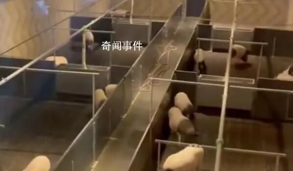 8888元猪景房为何能卖这么贵 你想住猪景房吗