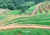 官方:水稻上山不是毁林造田