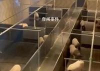 8888元猪景房为何能卖这么贵 你想住猪景房吗
