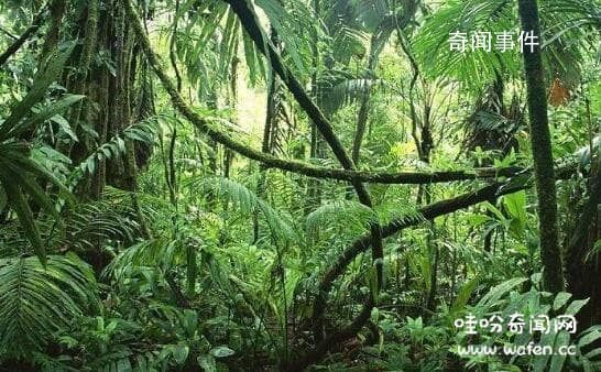 地球之肺是哪片热带雨林 地球之肺是什么生态系统