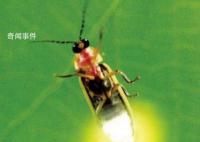 揭秘地球生物发光未解之谜 生物发光原理是怎么样的